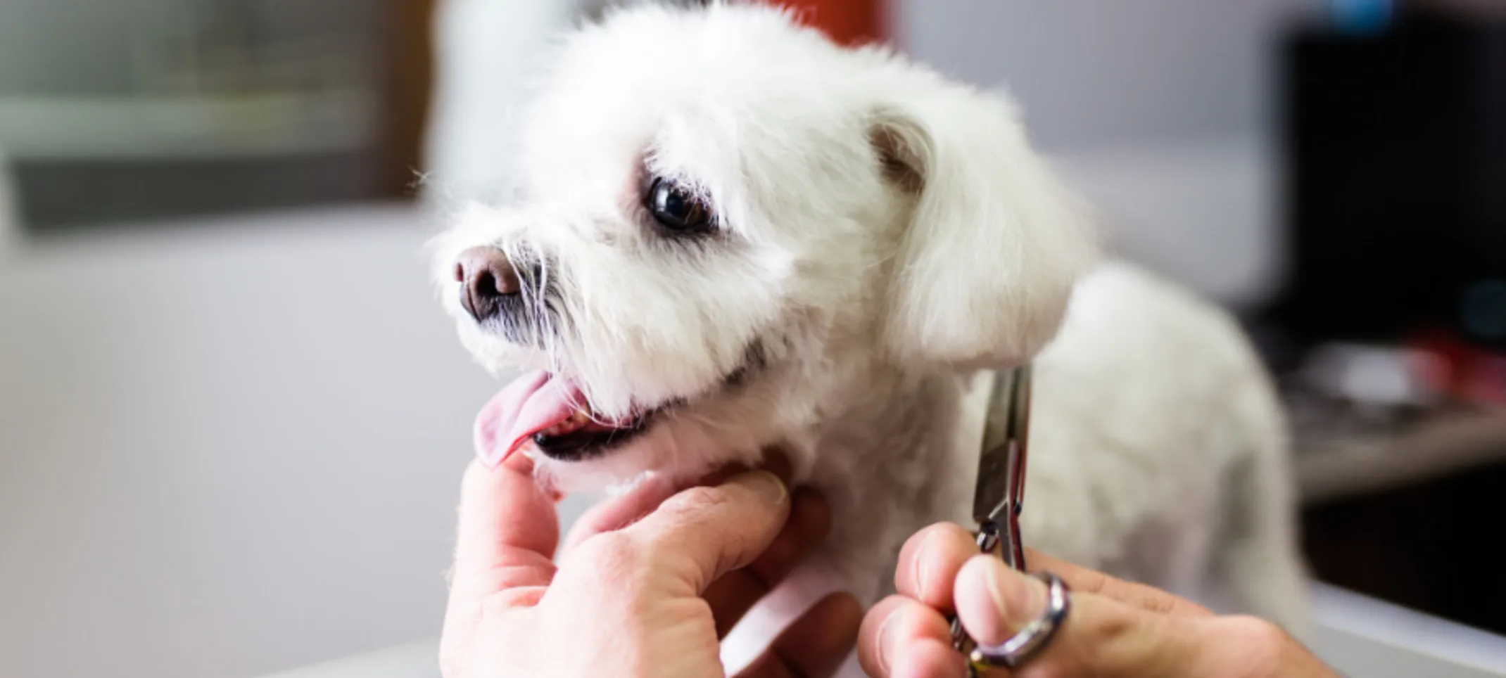 White Puppy Getting Fur Trimmed